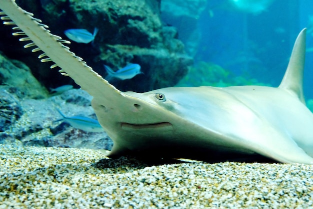 Foto pesce sega che nuota in mare