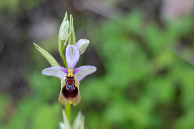 Sawfly orchid Ophrys tenthredinifera Malaga Spain