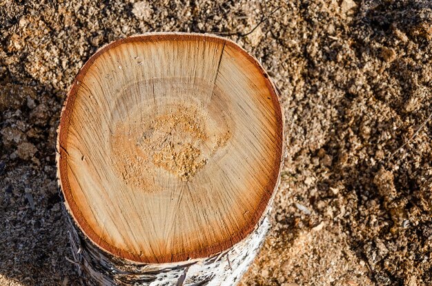 Sawn birch with annual rings.