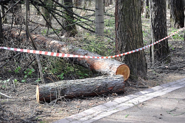 a sawn downed tree after a hurricane