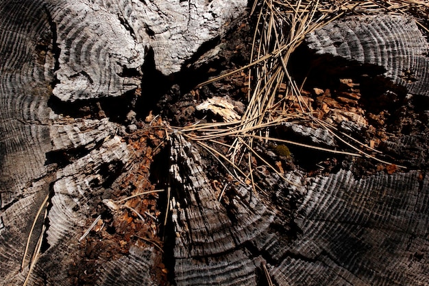 Sawn pine stump in the forest