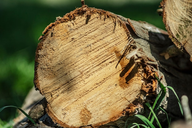 sawn tree in the forest