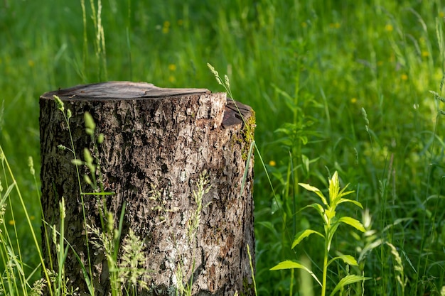 Premium Photo | Sawn tree stump among the grass. natural background  concept. scene with wild grass on a sun light on blurred nature background