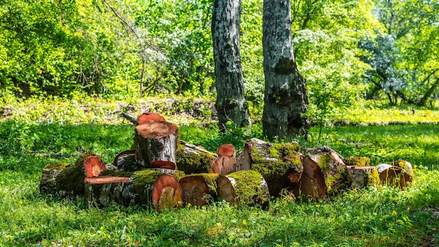 Sawn trunk tree in forest, firewood