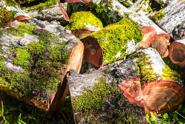 Sawn trunk tree in forest, firewood