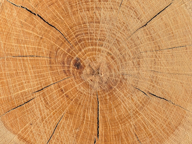 Sawn wood texture closeup