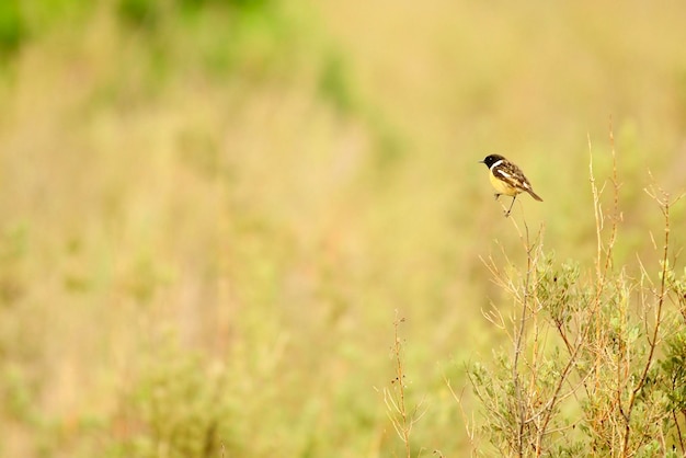 Saxicola torquatus-アフリカの石石は、ヒタキ科のスズメ目の鳥の一種です。