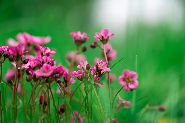 Saxifrage flowers plant in garden beautiful pink saxifrage closeup macro floral background of moss saxifrage in floral garden springtime with beautiful flowers in garden copy space