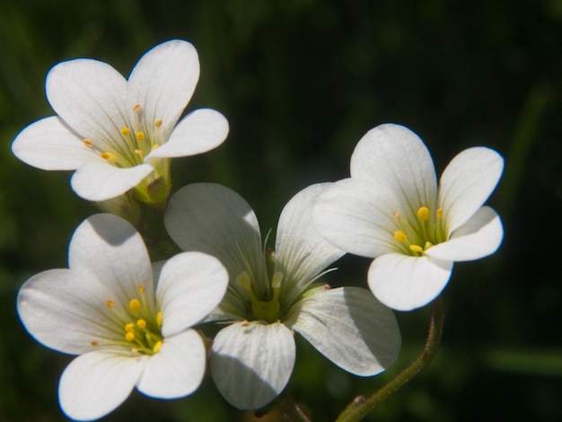 Photo saxifrage granule saxifaga granulata