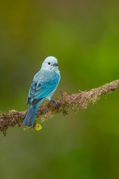 Photo sayaca tanager thraupis sayaca in the rainforest of costa rica perched on a branch