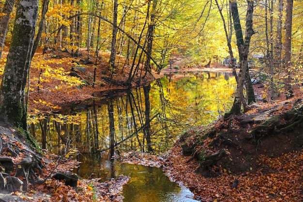 Sazli Lake in Yedigoller National Park Bolu Turkey