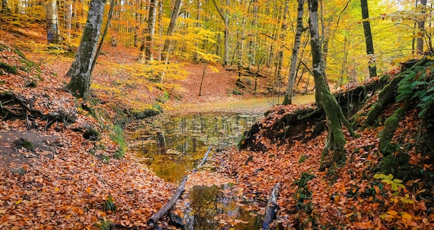 Sazli Lake in Yedigoller National Park Turkey