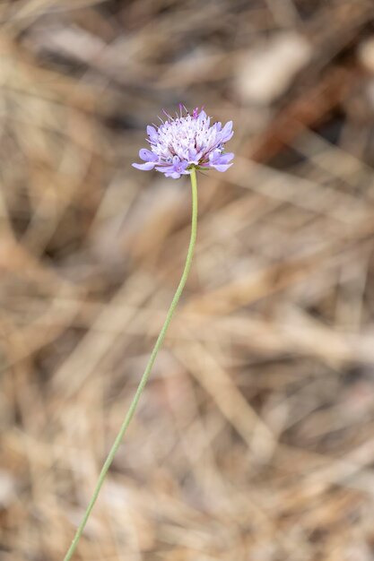 Scabiosa atropurpurea Pincushion Flower plant with beautiful purple and white flowers with purple stamens on delicate natural background