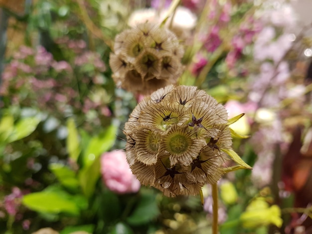 写真 スカビオサの増殖花
