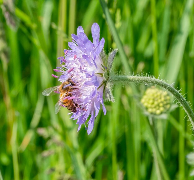 scabious veld bloem en bij