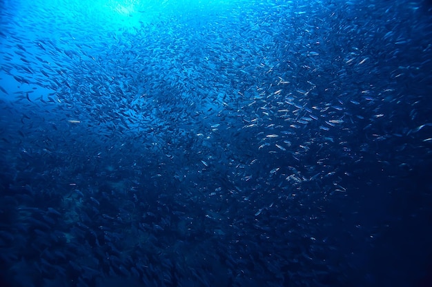 scad jamb onder water / zee-ecosysteem, grote school vissen op een blauwe achtergrond, abstracte levende vissen