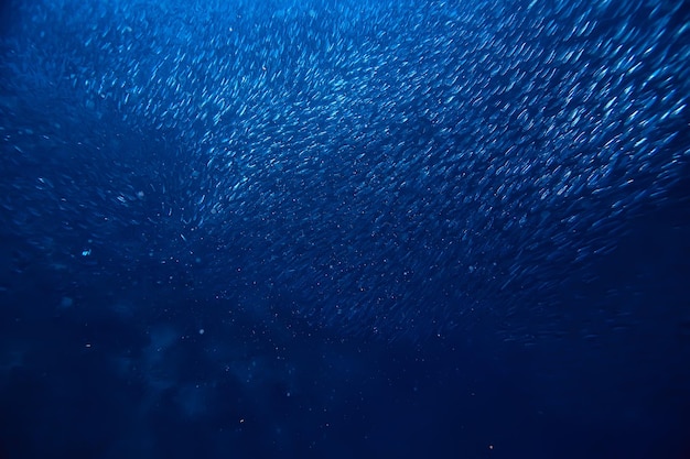 scad jamb onder water / zee-ecosysteem, grote school vissen op een blauwe achtergrond, abstracte levende vissen