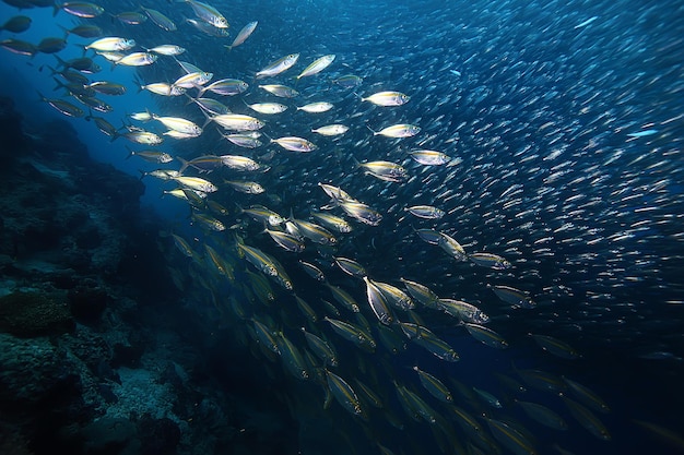 写真 水/海の生態系の下のscadわき柱、青い背景の魚の大きな学校、生きている抽象的な魚