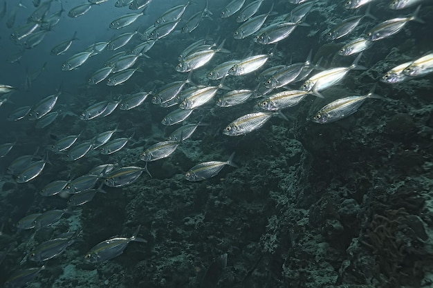 косяк скада под водой / морской экосистемой, большой косяк рыбы на синем фоне, абстрактная рыба живая