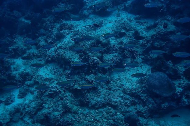 水/海の生態系の下のscadわき柱、青い背景の魚の大きな学校、生きている抽象的な魚