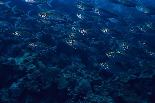 косяк скада под водой / морской экосистемой, большой косяк рыбы на синем фоне, абстрактная рыба живая