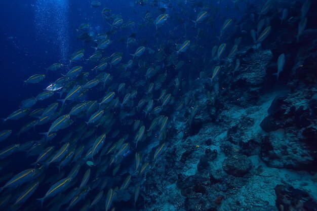 scad jamb under water / sea ecosystem, large school of fish on a blue background, abstract fish alive