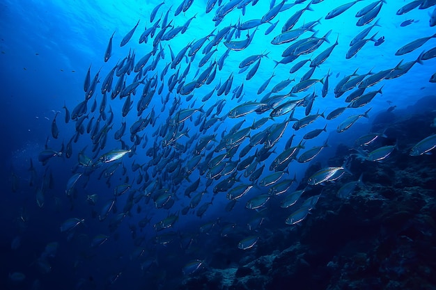 Photo scad jamb under water / sea ecosystem, large school of fish on a blue background, abstract fish alive