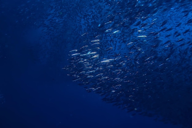 水/海の生態系の下のscadわき柱、青い背景の魚の大きな学校、生きている抽象的な魚