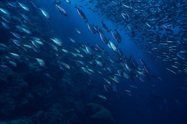 水/海の生態系の下のscadわき柱、青い背景の魚の大きな学校、生きている抽象的な魚