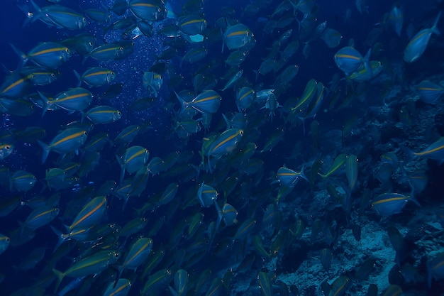 scad jamb under water / sea ecosystem, large school of fish on a blue background, abstract fish alive