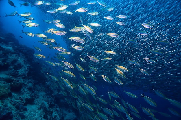 scad jamb under water / sea ecosystem, large school of fish on a blue background, abstract fish alive