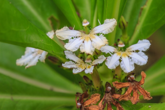 Foto fiore di scevola sericea