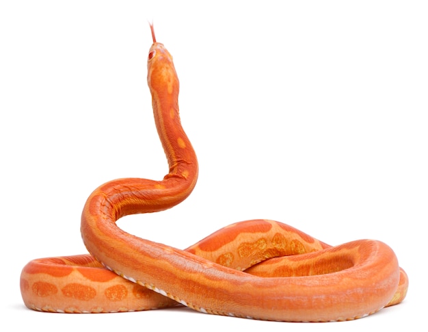 Scaleless Corn Snake, Pantherophis Guttatus, in front of white background