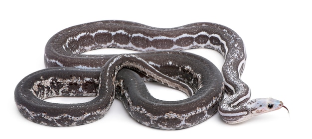 Scaleless Corn Snake, Pantherophis Guttatus, in front of white background