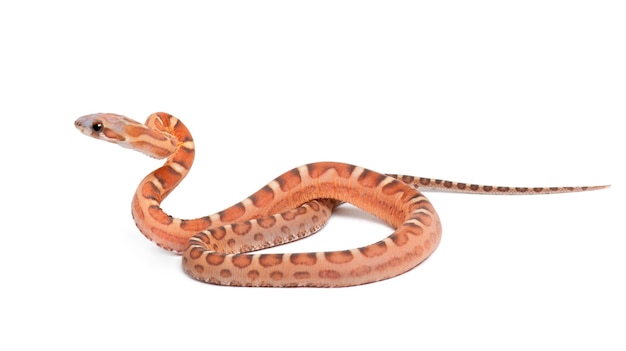 Scaleless 옥수수 뱀, Pantherophis guttatus guttatus, 흰색 배경에 대해