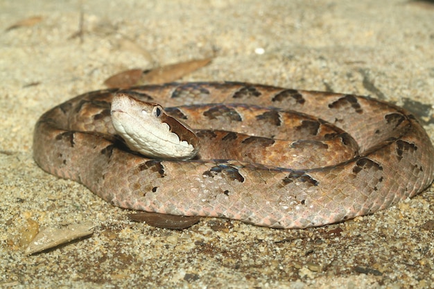 Scaleless Corn Snake on sand