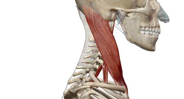 Photo the scalene muscles help with neck flexion and side bending