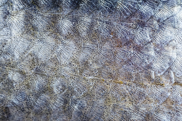 Scales of fish close-up detailed macro photo texture