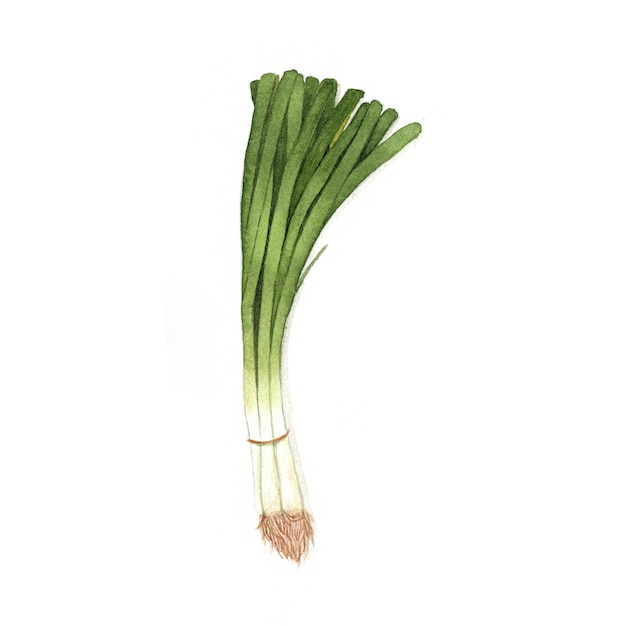 Scallion watercolor