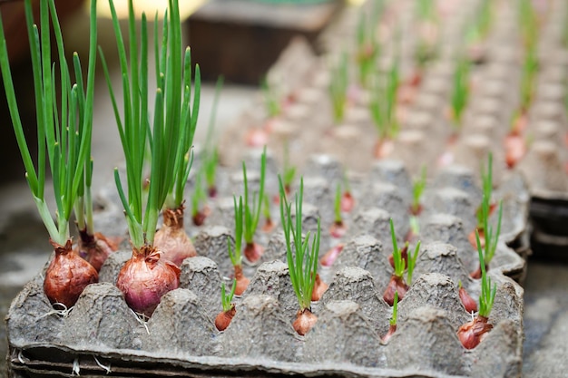 産卵屋台に植えられたネギ