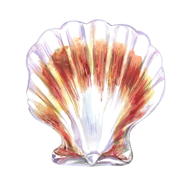 scallop bivalve marine mollusk grooved shell in watercolor red scallop calico scallop argopecten