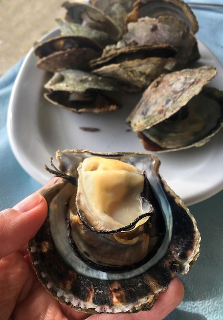 Scallop Pectinidae in a Greek tavern on the island