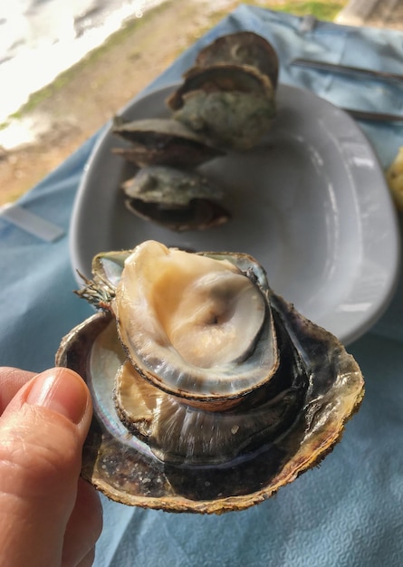 Scallop Pectinidae в греческой таверне на острове