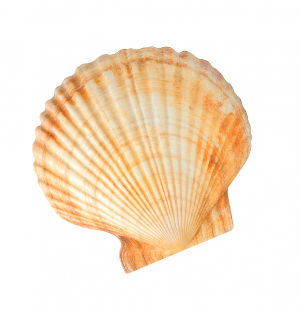 Photo scallop sea shell isolated