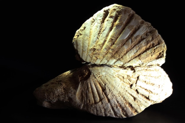 Scallop shell fossil on black background