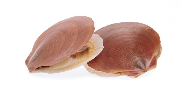 Scallop shell Isolated on white background.