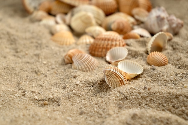 Scallop shells scattered on sandy beach, marine holiday background