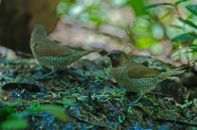 Scaly-breasted Munia (Lonchura punctulata)