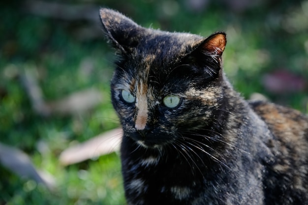 Il gatto squamoso ha un mantello di colore nero e arancione, quindi può anche essere conosciuto come il gatto tartaruga