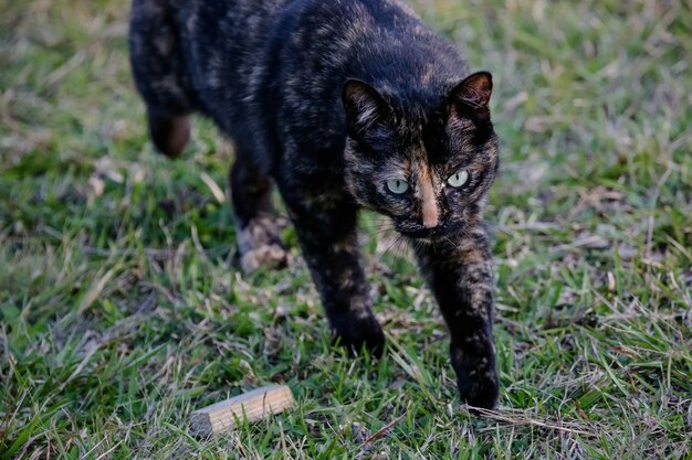 Foto il gatto squamoso ha un mantello di colore nero e arancione, quindi può anche essere conosciuto come il gatto tartaruga